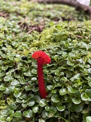 Hygrocybe cantharellus