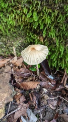 Marasmius maximus