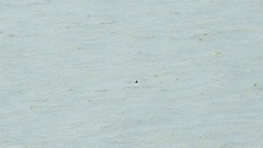 Phocoena phocoena