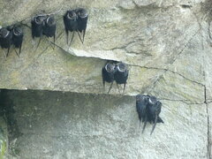 Streptoprocne zonaris