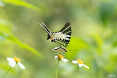 Graphium antiphates