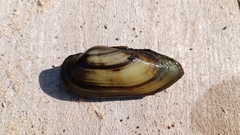 Unio pictorum
