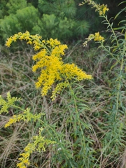 Solidago tortifolia