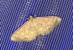 Herpetogramma pertextalis