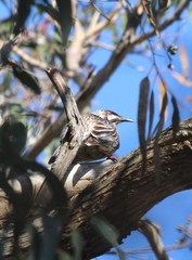 Anthochaera carunculata
