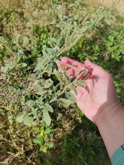 Heliotropium