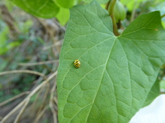 Psyllobora vigintiduopunctata