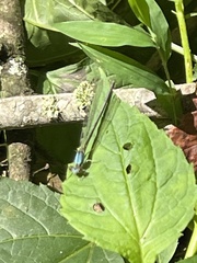 Argia apicalis