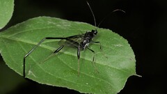 Pelecinus polyturator