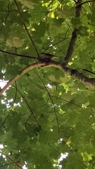 Sitta europaea