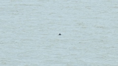 Phocoena phocoena