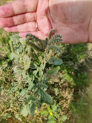 Heliotropium