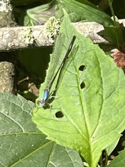 Argia apicalis