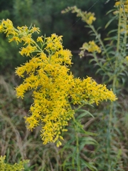 Solidago tortifolia