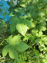 Humulus scandens