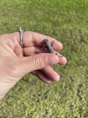 Sceloporus undulatus