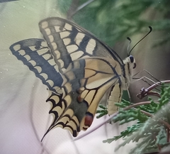 Papilio machaon
