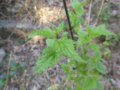 Urtica dioica