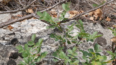 Pistacia terebinthus