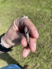 Sceloporus undulatus