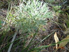 Artemisia sericea