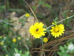 Chrysanthemum potentilloides