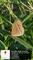 Mycalesis mineus