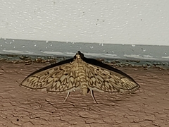 Herpetogramma