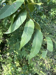 Carya illinoinensis
