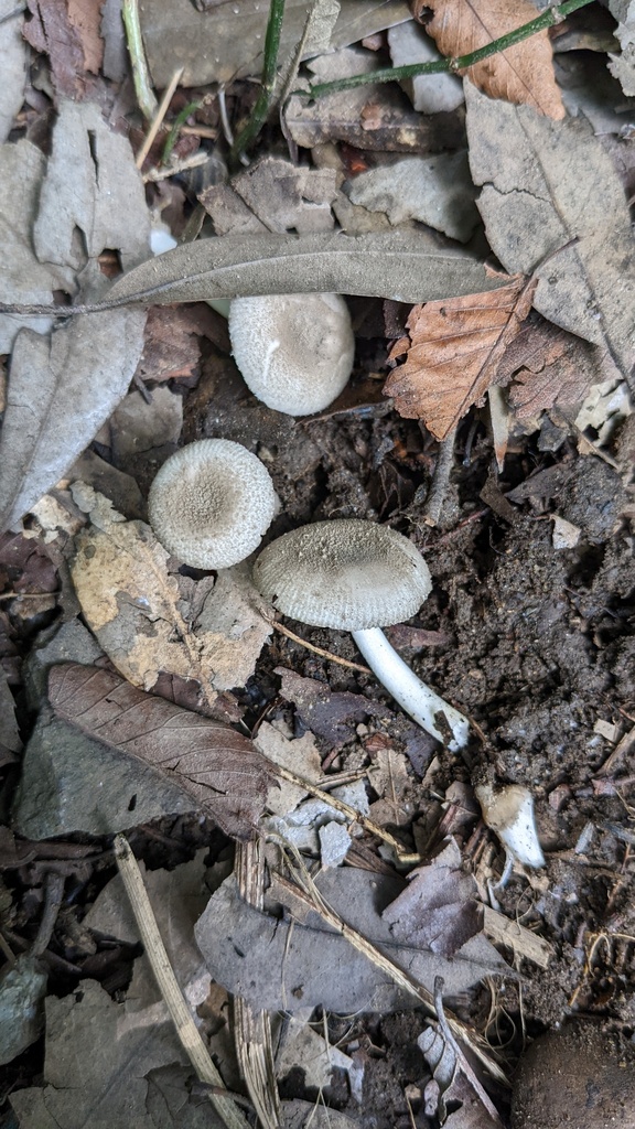 Amanita farinosa · August 2022 · photo: © atsushi_nakajima_cirque (iNaturalist, cc-by)