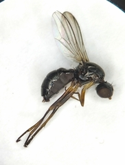 Nemopoda