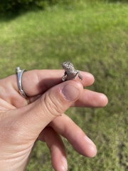 Sceloporus undulatus