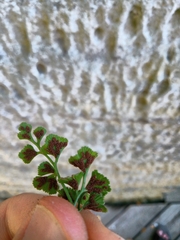 Asplenium ruta-muraria