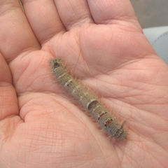 Gastropacha quercifolia