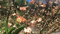 Edgeworthia chrysantha