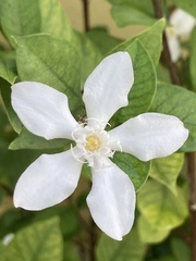 Wrightia antidysenterica