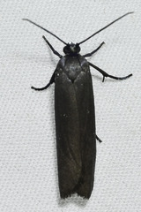 Urodus parvula