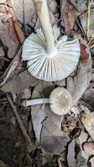 Amanita farinosa