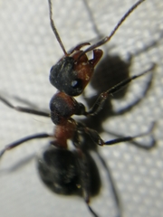 Formica pratensis