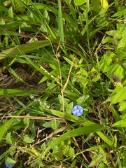 Evolvulus alsinoides