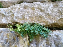 Asplenium ruta-muraria