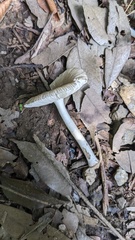 Amanita farinosa