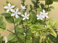 Wrightia antidysenterica