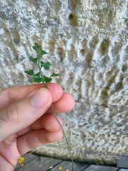Asplenium ruta-muraria