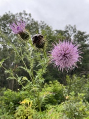 Cirsium discolor