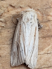 Leucania multilinea