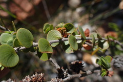 Cliffortia pulchella