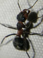Formica pratensis