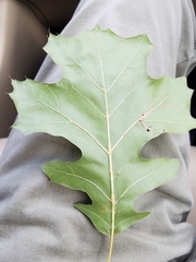 Quercus shumardii