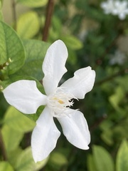 Wrightia antidysenterica